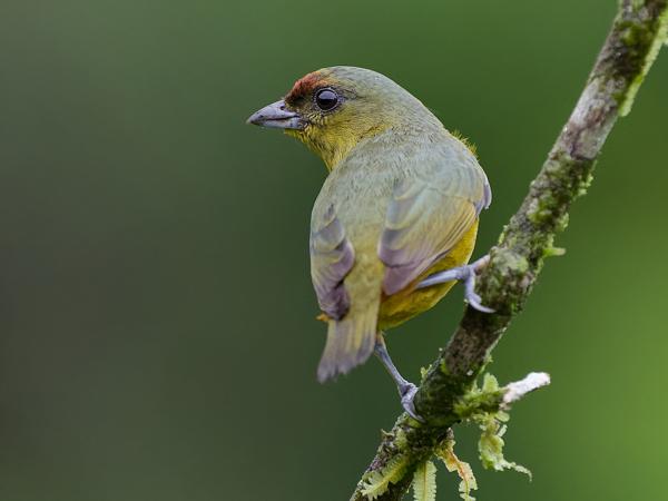 <h3><a href="/trips/costa-rica/biota/animalia/chordata/aves/040 passeriformes/121 fringillidae/euphonia gouldi/euphonia gouldi-nl.html">Euphonia&nbsp;gouldi</a> / Olive‑backed&nbsp;euphonia / Olijfrugorganist</h3>OM-1 Mark II met OLYMPUS M.150-400mm F4.5, 1/500 sec  bij F4.5, ISO 10000, afstand 4.22&nbsp;m